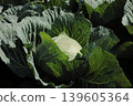 Cabbage 139605364