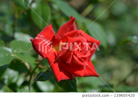Shining rose flower Shining rose flower 139605420