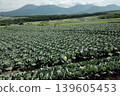 cabbage  139605453