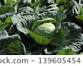 cabbage  139605454