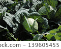 cabbage  139605455