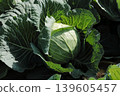 cabbage  139605457