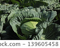 cabbage  139605458