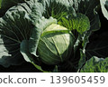 cabbage  139605459