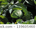 cabbage  139605460