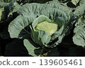 cabbage  139605461