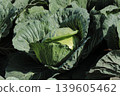 cabbage  139605462