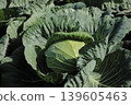 cabbage  139605463