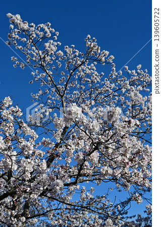 Fully bloomed Somei Yoshino cherry blossoms stand out against a deep blue sky. Sunny spring scenery, natural background material, vertical composition, Japan. 139605722