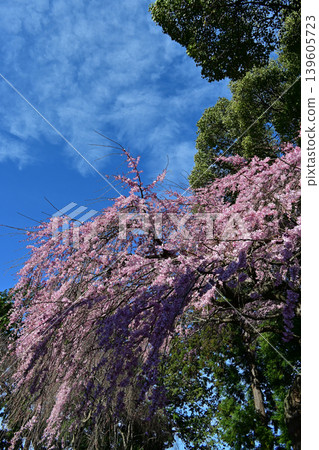 Weeping cherry blossoms in full bloom at Mishima Hachiman Shrine. Weeping cherry blossoms against a blue sky. A spring scene at the shrine. Tourist attraction. Iwaki City, Fukushima Prefecture, Japan. Weeping cherry blossoms in full bloom at Mishima Hachiman Shrine. Weeping cherry blossoms against a blue sky. A spring scene at the shrine. Tourist attraction. Iwaki City, Fukushima Prefecture, Japan. 139605723
