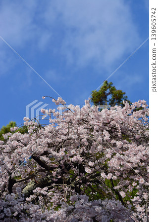 小川諏訪神社的垂枝櫻花盛開。長焦鏡頭造成的壓縮效果。密密麻麻的櫻花。神社景色。磐城市。 139605742