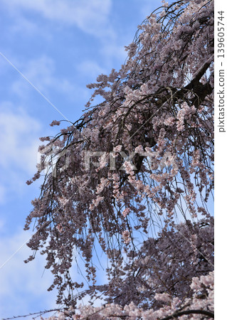The weeping cherry tree at Ogawa Suwa Shrine: Fully bloomed weeping cherry tree bathed in soft light, creating an evocative spring scene. Vertical composition. Iwaki City, Fukushima Prefecture. The weeping cherry tree at Ogawa Suwa Shrine: Fully bloomed weeping cherry tree bathed in soft light, creating an evocative spring scene. Vertical composition. Iwaki City, Fukushima Prefecture. 139605744