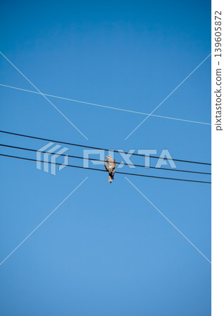 Black kite that stops on an electric wire Black kite that stops on an electric wire 139605872