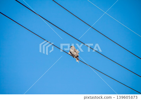 Black kite that stops on an electric wire Black kite that stops on an electric wire 139605873