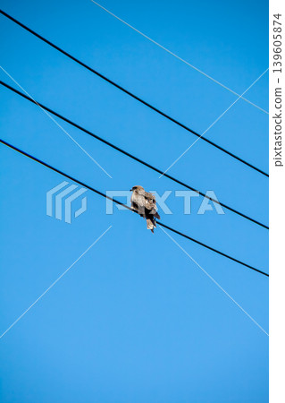 Black kite that stops on an electric wire Black kite that stops on an electric wire 139605874