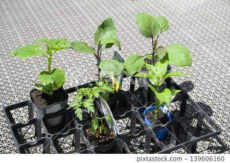 Vegetable seedlings (tomato, eggplant, cucumber, bell pepper) 139606160
