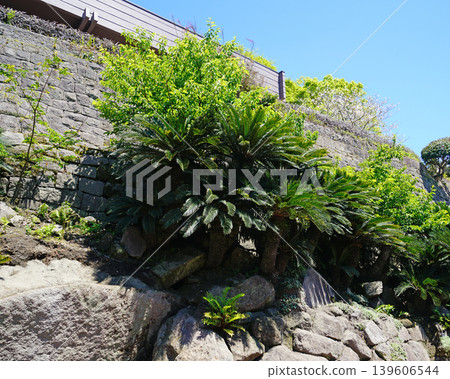 Senguen鹿兒島縣 139606544