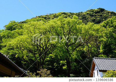 Senguen鹿兒島縣 Senguen鹿兒島縣 139606586