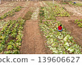 Unrecognizable Chinese farmer manually harvest vegetables in small farm in rural China village 139606627