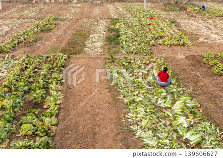 Unrecognizable Chinese farmer manually harvest vegetables in small farm in rural China village Unrecognizable Chinese farmer manually harvest vegetables in small farm in rural China village 139606627