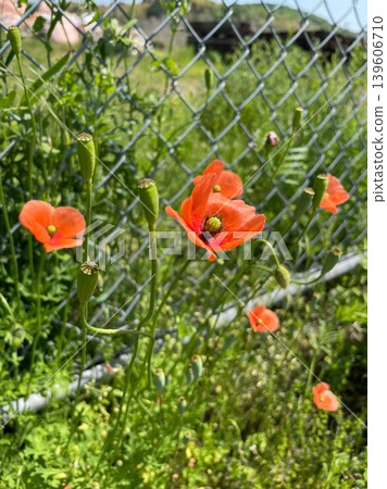 Orange poppy flowers blooming amidst the green of the blue sky. 139606710