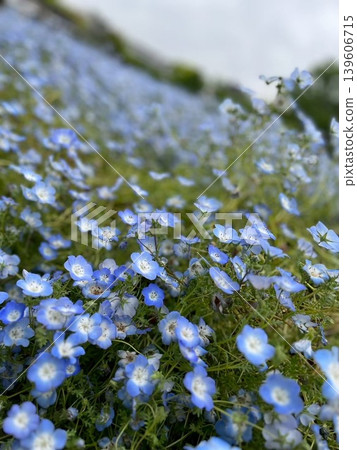 A field of cool blue nemophila flowers blooming under a cloudy sky. 139606715