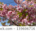 粉紅色的櫻花在藍天的襯托下盛開，嫩葉也隨之萌發。 139606716