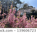 粉紅色的花園梅花盛開，沐浴在春日的陽光下。 139606723