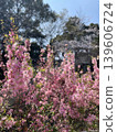 粉紅色的花園梅花在春日的陽光下盛開。 139606724