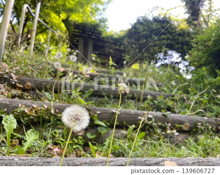 Emotional dandelion fluff flying down the stairs in the park Emotional dandelion fluff flying down the stairs in the park 139606727