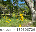 藍天下的公園裡，金黃色的蒲公英競相綻放，令人心曠神怡。 139606729