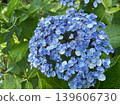 雨季盛開的藍色繡球花的特寫。 139606730