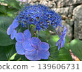 雨季期間，藍色山繡球花的特寫。 139606731