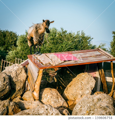 Rebel goat Rebel goat 139606758