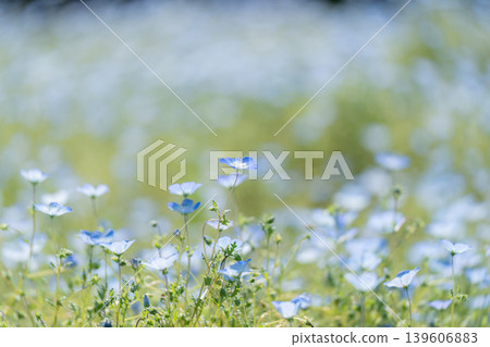Nemophila blooming in the warm spring sunshine Nemophila blooming in the warm spring sunshine 139606883