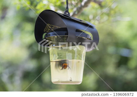 蜜蜂陷阱 蜜蜂陷阱 139606972