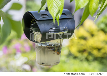 Bee trap Bee trap 139606973