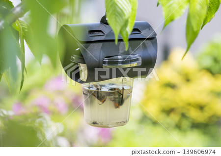 蜜蜂陷阱 139606974