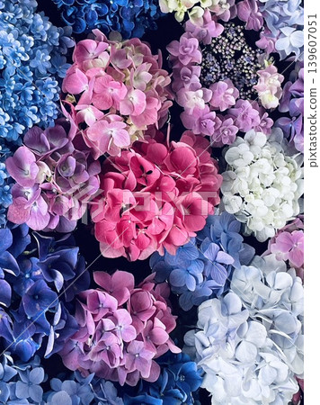 hydrangea hydrangea 139607051