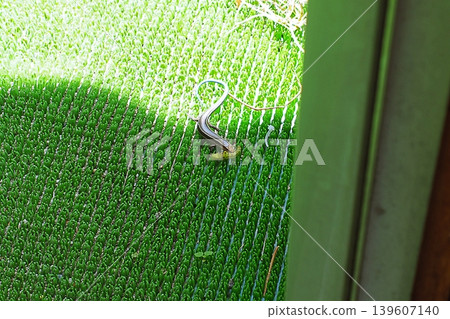 A lizard that has caught something that looks like a caterpillar. A lizard that has caught something that looks like a caterpillar. 139607140
