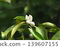 White yuzu blossoms that bloom in May 139607155