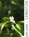 White yuzu blossoms that bloom in May 139607156