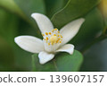 White yuzu blossoms that bloom in May 139607157