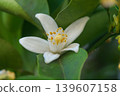 White yuzu blossoms that bloom in May 139607158