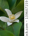 White yuzu blossoms that bloom in May 139607159