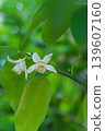 White yuzu blossoms that bloom in May 139607160