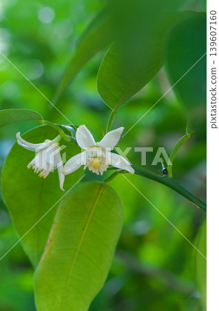 White yuzu blossoms that bloom in May White yuzu blossoms that bloom in May 139607160