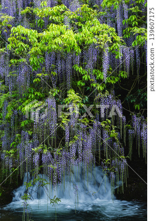 The fresh green natural scenery of Ikkanno, with its wisteria and waterfall. The fresh green natural scenery of Ikkanno, with its wisteria and waterfall. 139607175