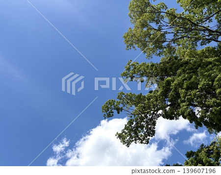 初夏天空的景象:清新的綠葉和蔚藍的天空構成了一幅令人心曠神怡的背景。 初夏天空的景象:清新的綠葉和蔚藍的天空構成了一幅令人心曠神怡的背景。 139607196