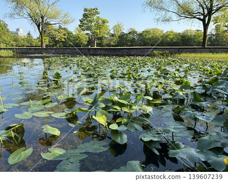 Wetland Garden at Kanazawa Castle Park in Ishikawa Prefecture Wetland Garden at Kanazawa Castle Park in Ishikawa Prefecture 139607239